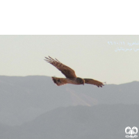 گونه سنقر خاکستری Hen Harrier